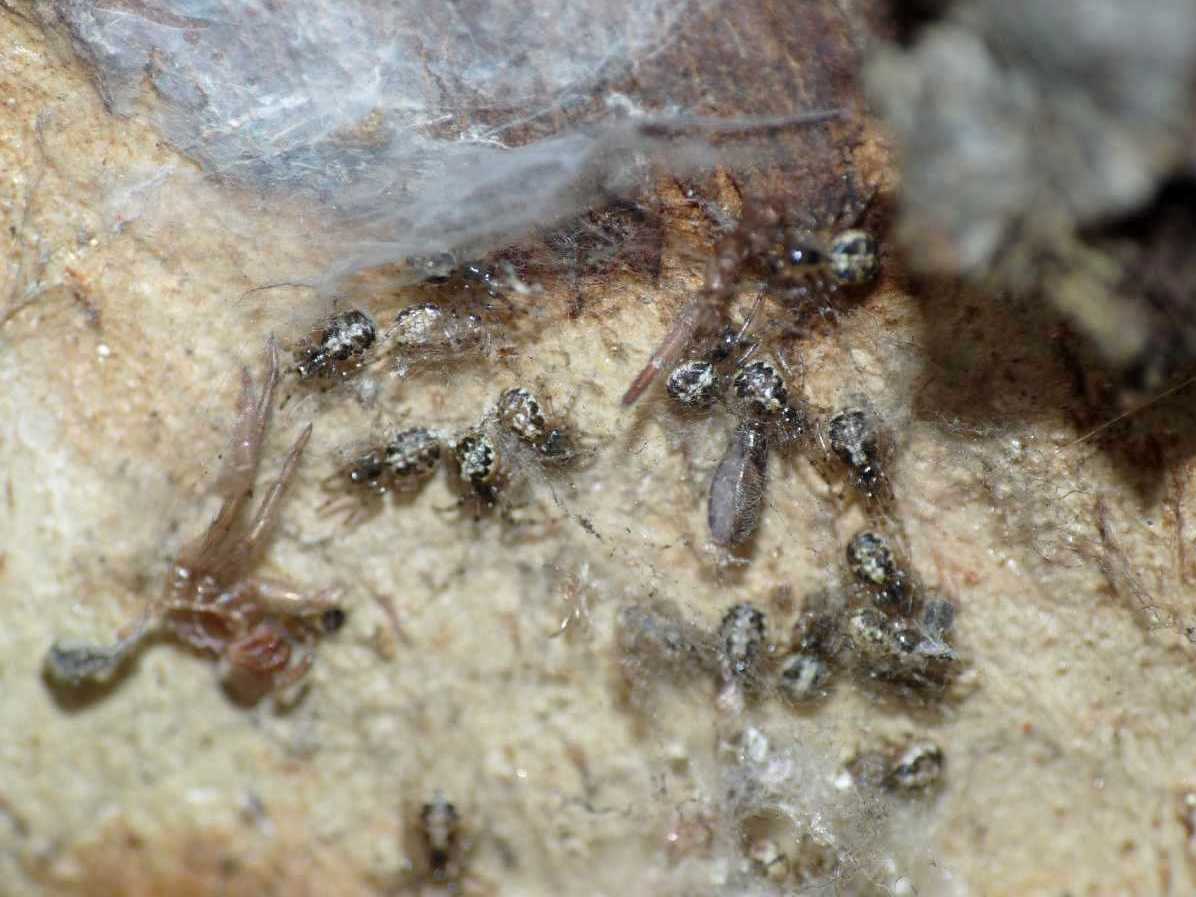 Theridion sp.; Leviellus sp./Stroemiellus stroemi